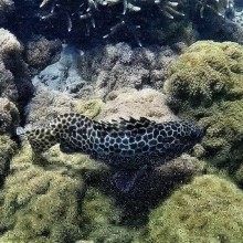 Keppel Island : snorkeling with turtules